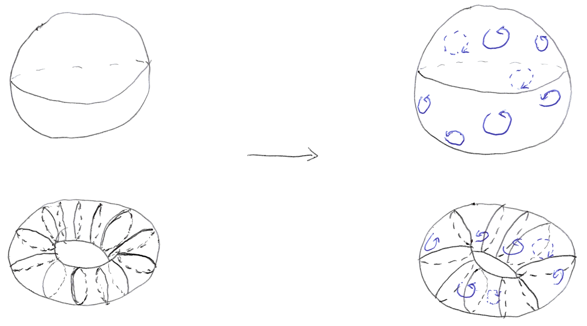 A sphere and a torus, redrawn with small circular arrows scattered over their surfaces, all curling the same way.